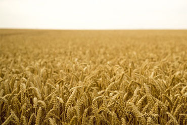Agroalimentaire